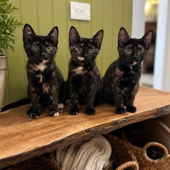 Sophia -  Domestic Short Hair Cat for Adoption in League City, Texas - Sophia | PetCurious
