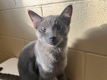 Rescue Domestic Short Hair Cats for Adoption in Pueblo, Colorado - Flea | PetCurious