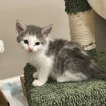 Jay -  Domestic Short Hair Cat Available for Adoption in Chattanooga, Tennessee - Jay | PetCurious