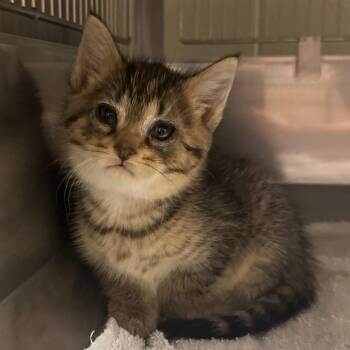 Freya -  Domestic Short Hair Cat for Adoption in Bristol, Indiana - Freya | PetCurious