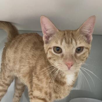 Finn -  Domestic Short Hair Cat for Adoption in Jupiter, Florida - Finn | PetCurious