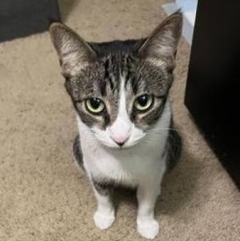 Domestic Short Hair Cats Available for Adoption in Liverpool, Texas - Salem | PetCurious