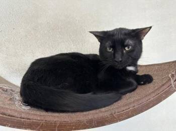 Bucky -  Domestic Short Hair Cat for Adoption in Covington, Louisiana - Bucky | PetCurious