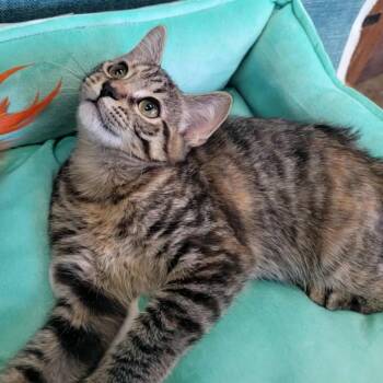 Rescue Domestic Short Hair Cats for Adoption in Lincolnwood, Illinois - Chipette | PetCurious