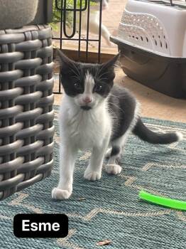 Esme -  Domestic Short Hair Cat for Adoption in Johnson City, Tennessee - Esme | PetCurious