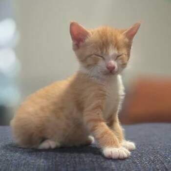 Rescue Domestic Short Hair Cats for Adoption in Webster, Texas - Chester | PetCurious