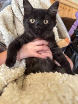 Serrano -  American Shorthair Cat for Adoption in Hagaman, New York - Serrano | PetCurious