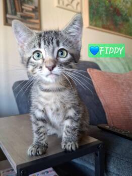 Fiddy ("Vogue Kitty") -  Domestic Short Hair and Tabby Cat for Adoption in Yorba Linda, California - Fiddy ("Vogue Kitty") | PetCurious