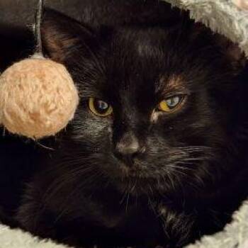 Domestic Short Hair Cats Available for Adoption - Toto | PetCurious
