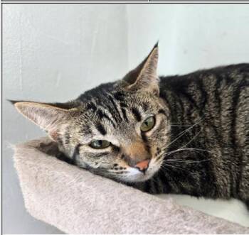 Kit -  Domestic Short Hair Cat Available for Adoption in Greenfield, Indiana - Kit | PetCurious