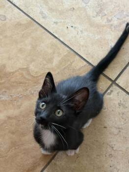 Bowie 2 -  Domestic Short Hair Cat for Adoption in Tucson, Arizona - Bowie 2 | PetCurious