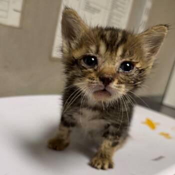 Thyme -  Domestic Short Hair Cat for Adoption in Yuma, Arizona - Thyme | PetCurious