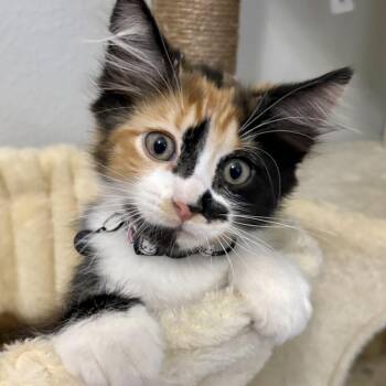 Niomi -  Domestic Long Hair Cat for Adoption in Liverpool, Texas - Niomi | PetCurious