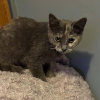 Chassis -  Domestic Short Hair Cat for Adoption in Carmel, Indiana - Chassis | PetCurious