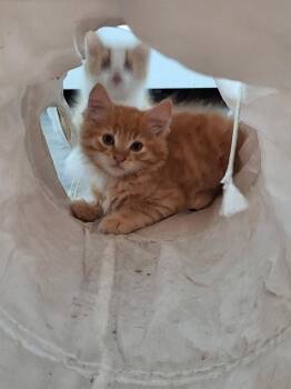 Slots -  Domestic Medium Hair Cat Available for Adoption in San Diego, California - Slots | PetCurious