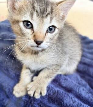 SNICKERS -  Domestic Medium Hair Cat for Adoption in Broomfield, Colorado - SNICKERS | PetCurious