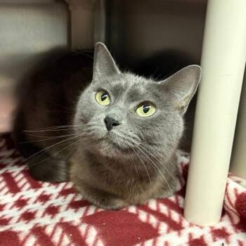 Meowna Lisa -  Domestic Short Hair Cat for Adoption in Fargo, North Dakota - Meowna Lisa | PetCurious