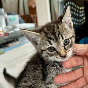 Darla May -  Domestic Short Hair Cat for Adoption in Woodstock, Virginia - Darla May | PetCurious