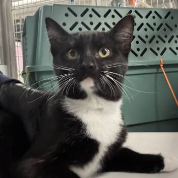 Rescue Domestic Short Hair Cats for Adoption in New York, New York - Dot | PetCurious