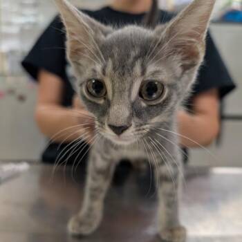Canoe -  Domestic Short Hair Cat for Adoption in Titusville, Florida - Canoe | PetCurious