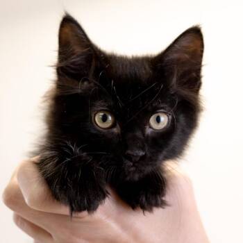 Harrison -  Domestic Medium Hair Cat for Adoption in Buffalo, Minnesota - Harrison | PetCurious