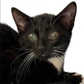 Purrsia -  Domestic Short Hair Cat for Adoption in NEW PT RICHEY, Florida - Purrsia | PetCurious