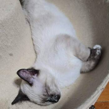 Zev McGuire -  Domestic Short Hair Cat for Adoption in Eagle Mountain, Utah - Zev McGuire | PetCurious