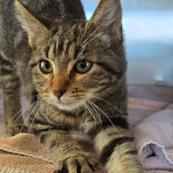 Rescue Domestic Short Hair Cats for Adoption in Las Vegas, Nevada - Tiny Cat OS AZ | PetCurious