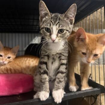 Spirit Carter -  Domestic Short Hair Cat for Adoption in Eagle Mountain, Utah - Spirit Carter | PetCurious