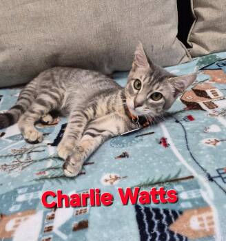 Charlie Watts -  Domestic Short Hair Cat for Adoption in Rome, Georgia - Charlie Watts | PetCurious