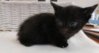 Ginkgo -  Domestic Short Hair Cat for Adoption in Dickson, Tennessee - Ginkgo | PetCurious