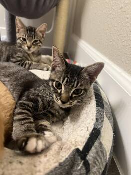 Sweet Chili -  Domestic Short Hair and Tabby Cat for Adoption in Glendale, Arizona - Sweet Chili | PetCurious