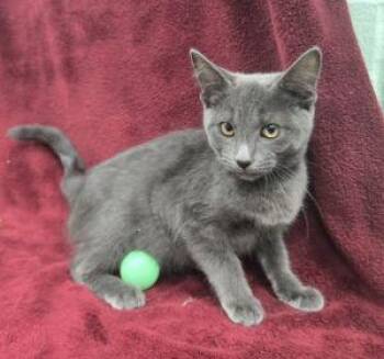 Rescue Domestic Short Hair Cats for Adoption in Bucyrus, Ohio - Slate | PetCurious