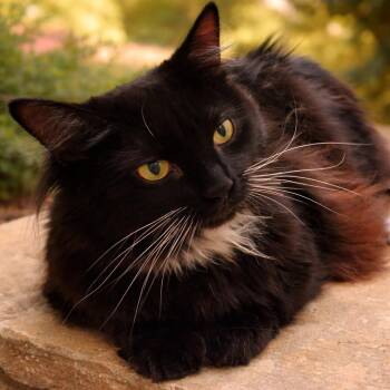 American Shorthair and Domestic Long Hair Cats Available for Adoption in Milton, Florida - Raspberry & Rufus | PetCurious