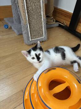 Rescue Domestic Short Hair Cats for Adoption in Sainte-angèle-de-monnoir, Quebec - Split FA/FF ID 10552 | PetCurious