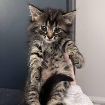 Domestic Long Hair Cats Available for Adoption in Fairfax Station, Virginia - Sonia | PetCurious