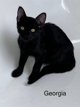 Rescue Domestic Short Hair Cats for Adoption in Chilliwack, British Columbia - Georgia | PetCurious