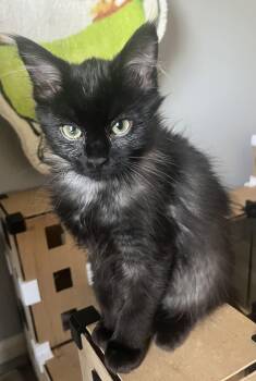 Domestic Long Hair Cats Available for Adoption - Dominic, Sean, Tobias | PetCurious