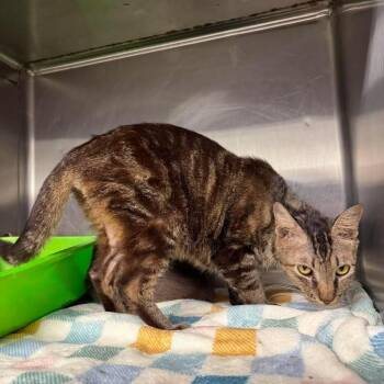 Reginold -  Domestic Short Hair Cat for Adoption in Beaumont, Texas - Reginold | PetCurious
