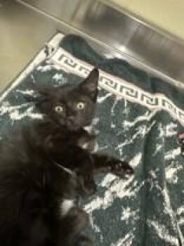 Sullivan -  Domestic Short Hair Cat for Adoption in Manitowoc, Wisconsin - Sullivan | PetCurious