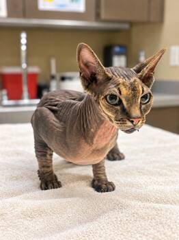 Bellatrix -  Domestic Short Hair Cat for Adoption in Douglasville, Georgia - Bellatrix | PetCurious