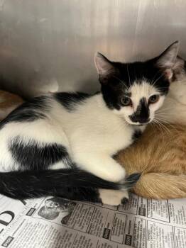Mr Moo -  Domestic Short Hair Cat for Adoption in Hopkinsville, Kentucky - Mr Moo | PetCurious