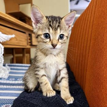 Firefly Bug -  Tabby and Domestic Short Hair Cat for Adoption in Friendswood, Texas - Firefly Bug | PetCurious