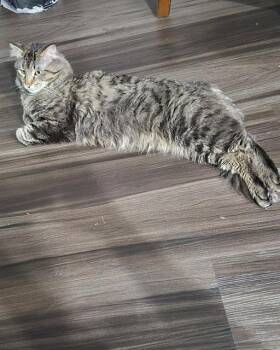 RUSSET POTATO -  Domestic Medium Hair Cat for Adoption in Aurora, Colorado - RUSSET POTATO | PetCurious