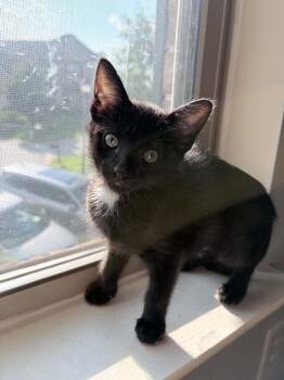 Delilah AM -  Domestic Short Hair Cat Available for Adoption in Greenville, South Carolina - Delilah AM | PetCurious