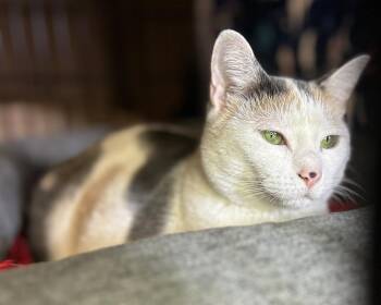 Luna -  Domestic Short Hair and Calico Cat for Adoption in Temperance, Michigan - Luna | PetCurious