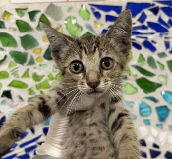 Domestic Short Hair Cats Available for Adoption in Pensacola, Florida - MARLIN | PetCurious