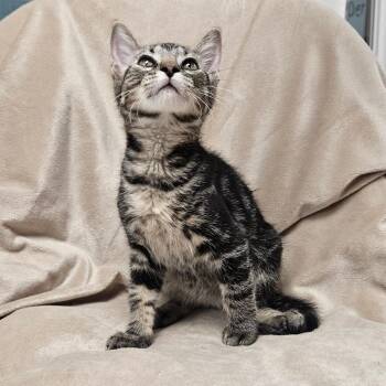 Madrid -  Domestic Short Hair Cat for Adoption in Brighton, Missouri - Madrid | PetCurious