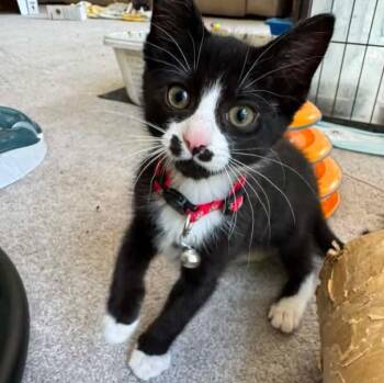 Zeus -  Tuxedo and Tabby Cat for Adoption in Grand Rapids, Michigan - Zeus | PetCurious