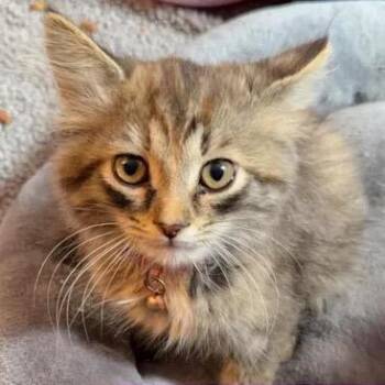 Sparkles -  Domestic Short Hair Cat for Adoption in Springfield, Ohio - Sparkles | PetCurious